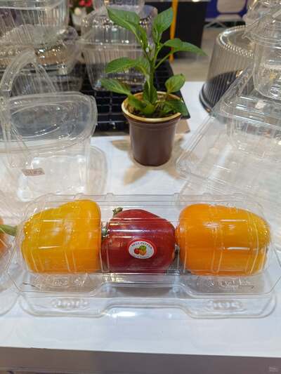 فلفل دلمه ای