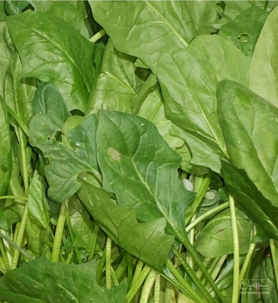 فروش اسفناج(ترکیب انواع سبزی خورشتی)