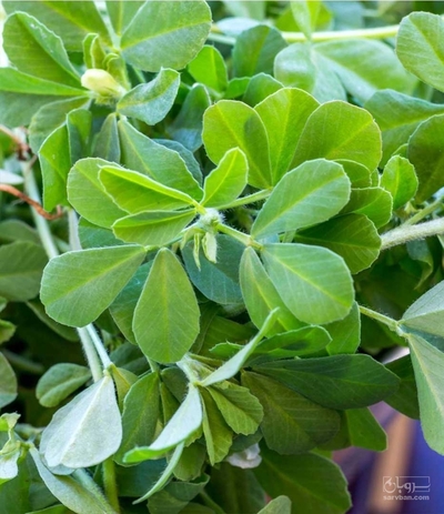 فروش شنبلیله(ترکیب انواع سبزی خورشتی)