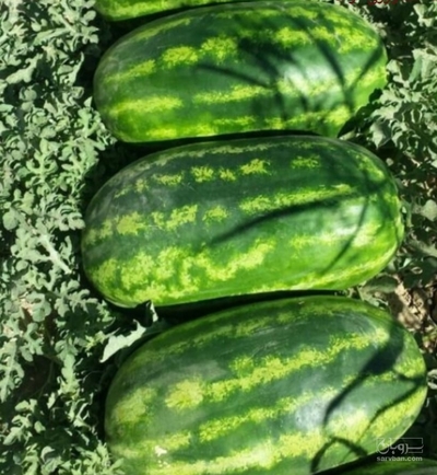 فروش هندوانه خطی