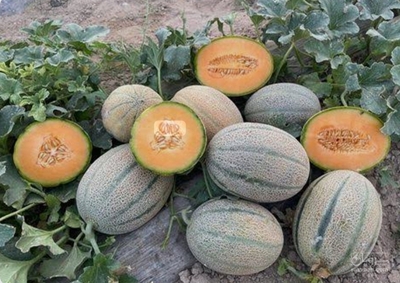 فروش طالبی جانا