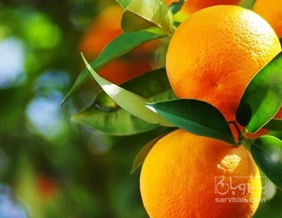 فروش پرتقال