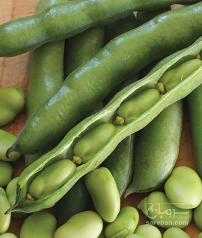 فروش باقلا تازه - باقالی - باقالا