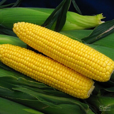فروش ذرت