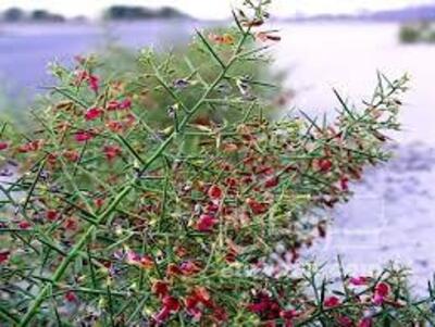 فروش عرق خارشتر