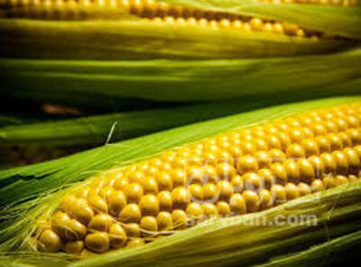 فروش ذرت دانه ای