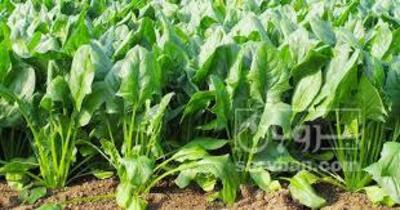 فروش اسفناج هکتاری