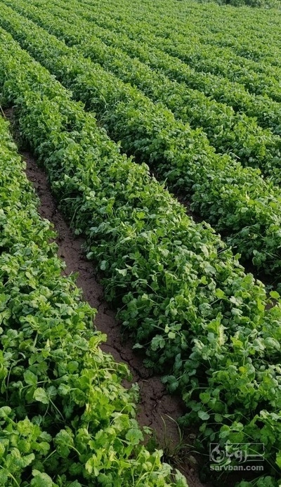 فروش گشنیز هکتاری