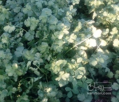 فروش گشنیز هکتاری