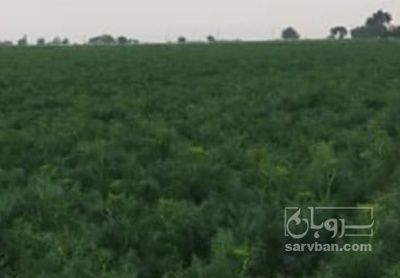 فروش شوید تازه هکتاری