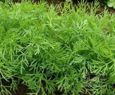 فروش شوید تازه هکتاری