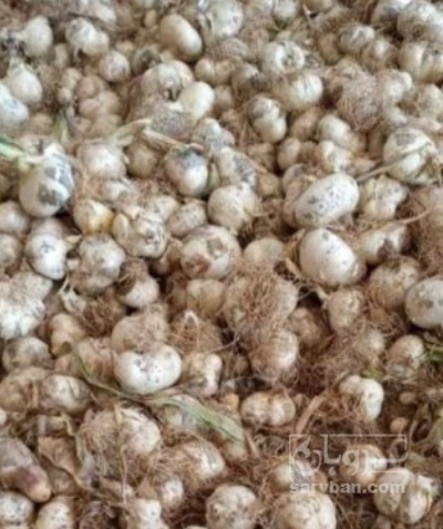 فروش موسیر کوهی