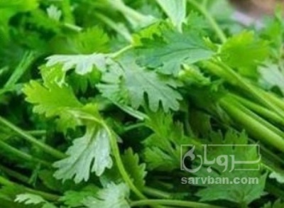 فروش جعفری تازه