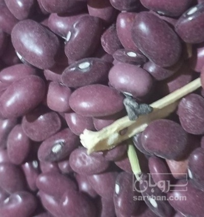 فروش لوبیا قرمز