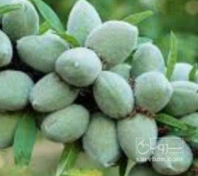 فروش چغاله بادام نوبرانه