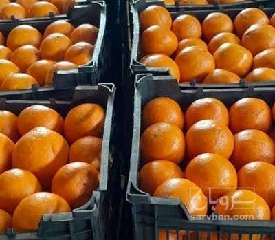 فروش پرتقال