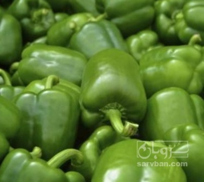 فروش فلفل دلمه ای سبز