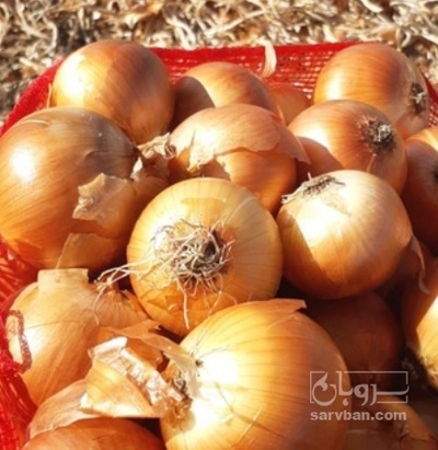 فروش پیاز زرد