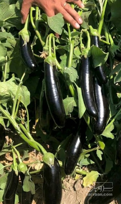 فروش بادمجان قلمی