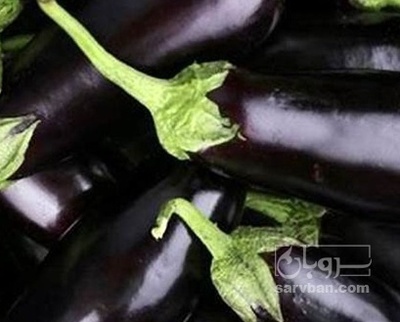 فروش بادمجان دلمه