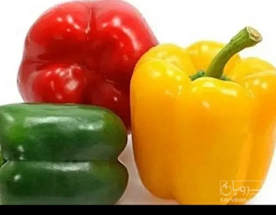 فروش فلفل دلمه ای رنگی