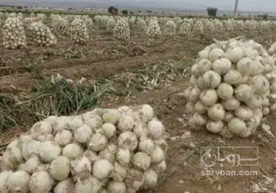 فروش پیاز سغید