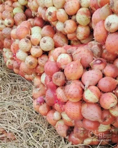 فروش پیاز زرد