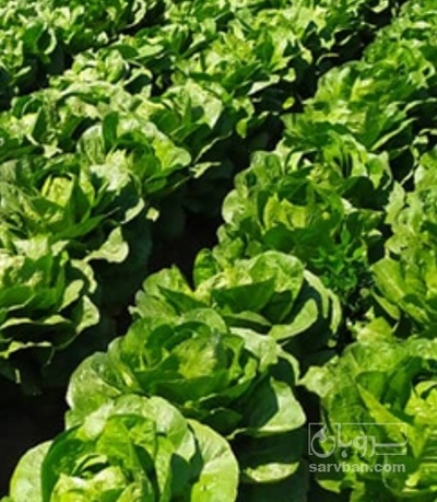 فروش کاهو ایرانی - رومانو