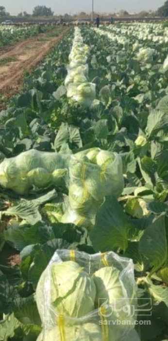 فروش کلم برگی سفید