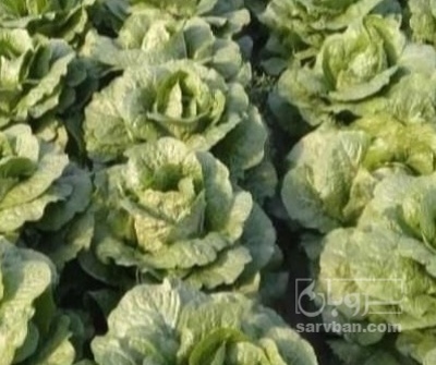 فروش کاهو ایرانی - رومانو