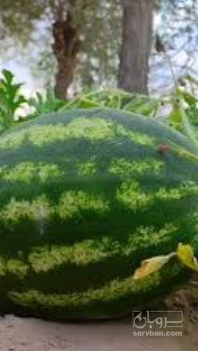 فروش هندوانه نیم بیضی