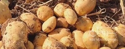 فروش سیب زمینی بذری سانتا