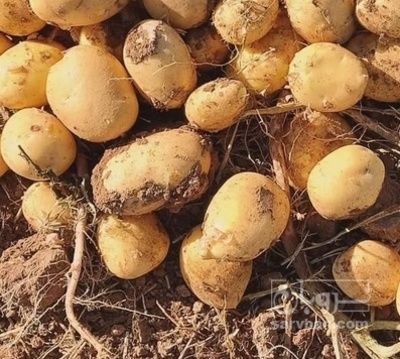 فروش سیب زمینی اگریا بذری