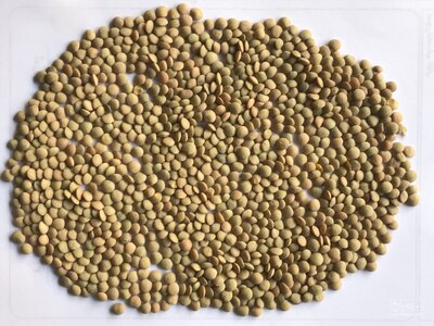 فروش عدس دیم