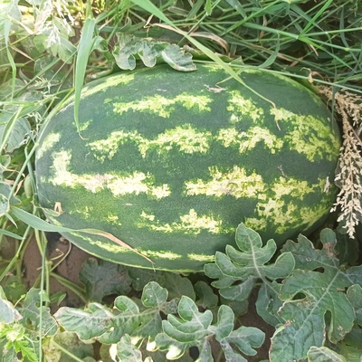 فروش هندوانه