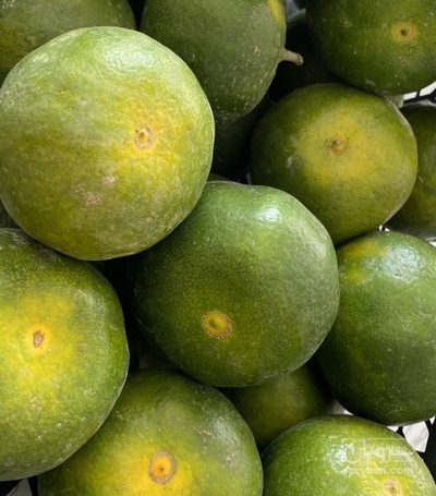 فروش نارنگی