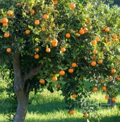 فروش پرتقال