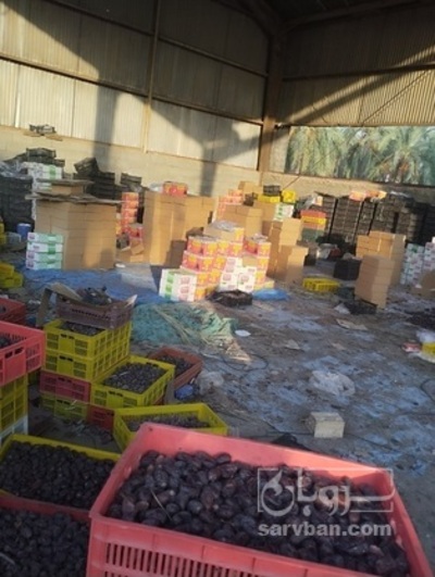 فروش خرما مضافتی