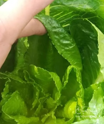 فروش کاهو ایرانی - رومانو