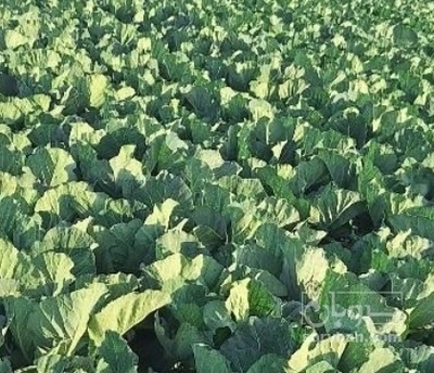 فروش کلم برگی سفید هکتاری