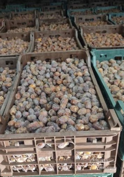 فروش خرما فله مرداسنگ