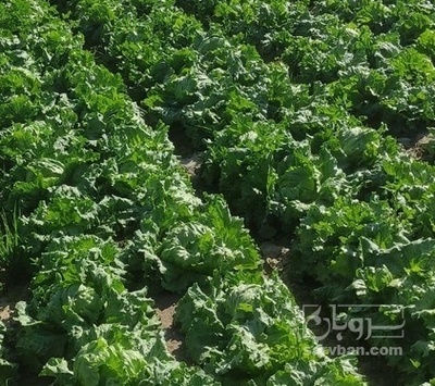 فروش کاهو ایسبرگ - آیسبرگ