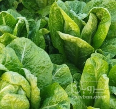 فروش کاهو ایرانی هکتاری