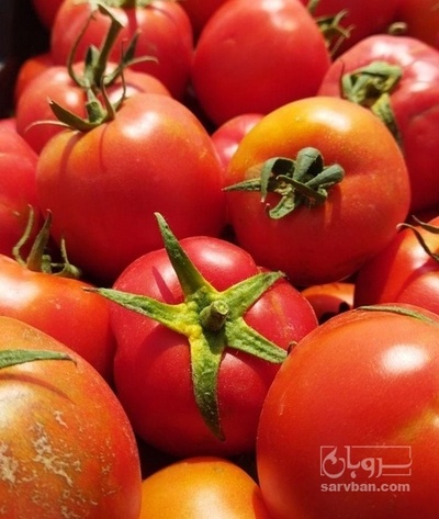 فروش گوجه فرنگی ربی