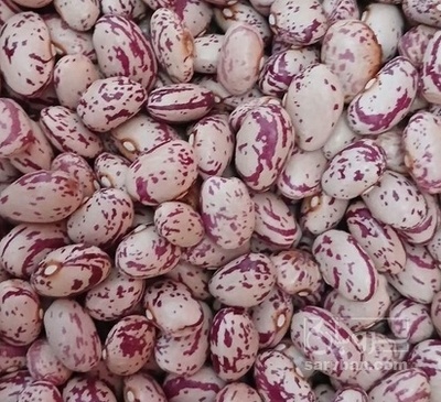 فروش لوبیا چیتی