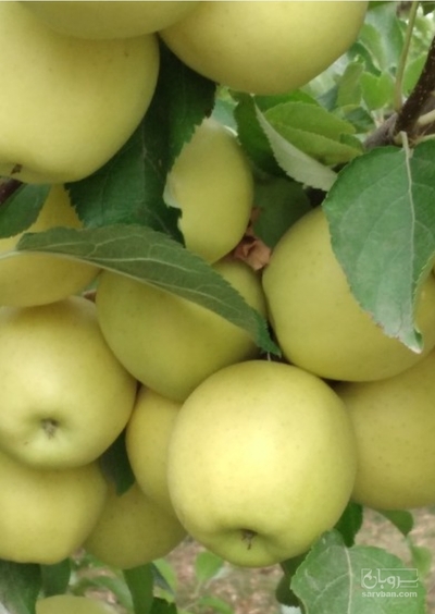 فروش سیب زرد