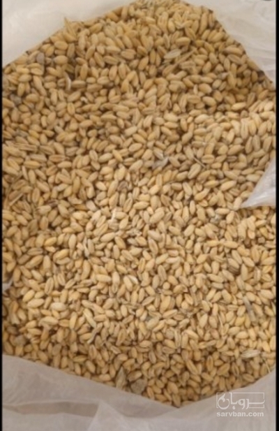 فروش گندم دیم