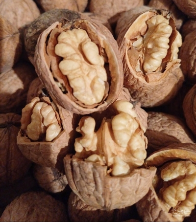 فروش گردو