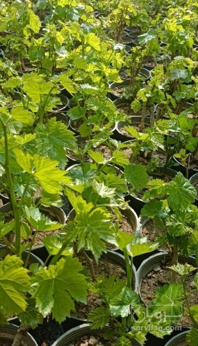 فروش نهال انگور عسگری زرد