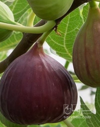 فروش نهال انجیر